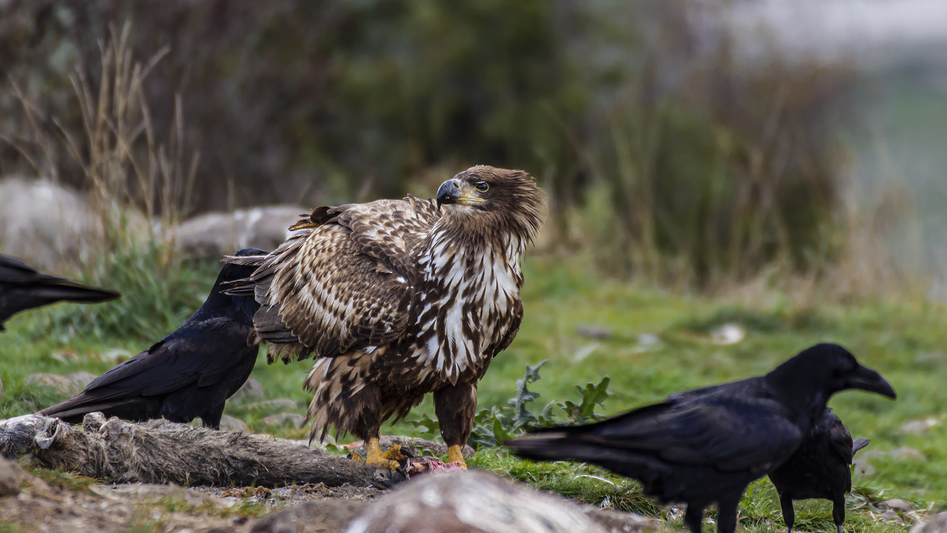 White-tailed Eagle